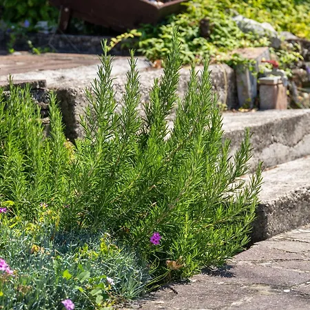 Borea Strunjan Apartment Portoroz