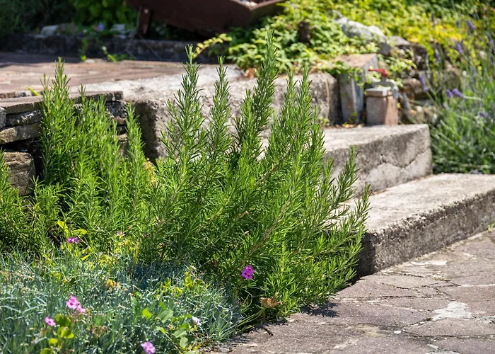 Borea Strunjan Διαμέρισμα Πορτορόζ